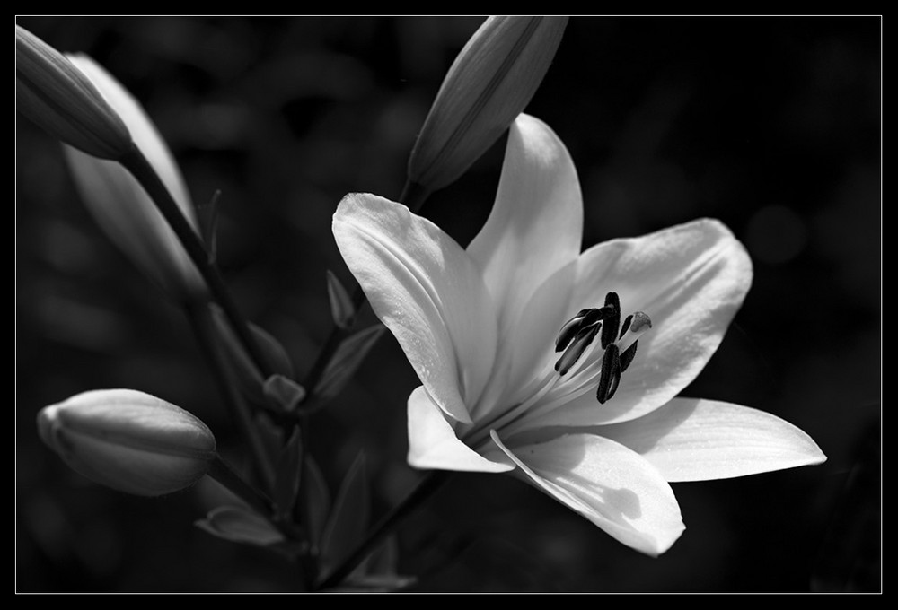 Lilien im Garten