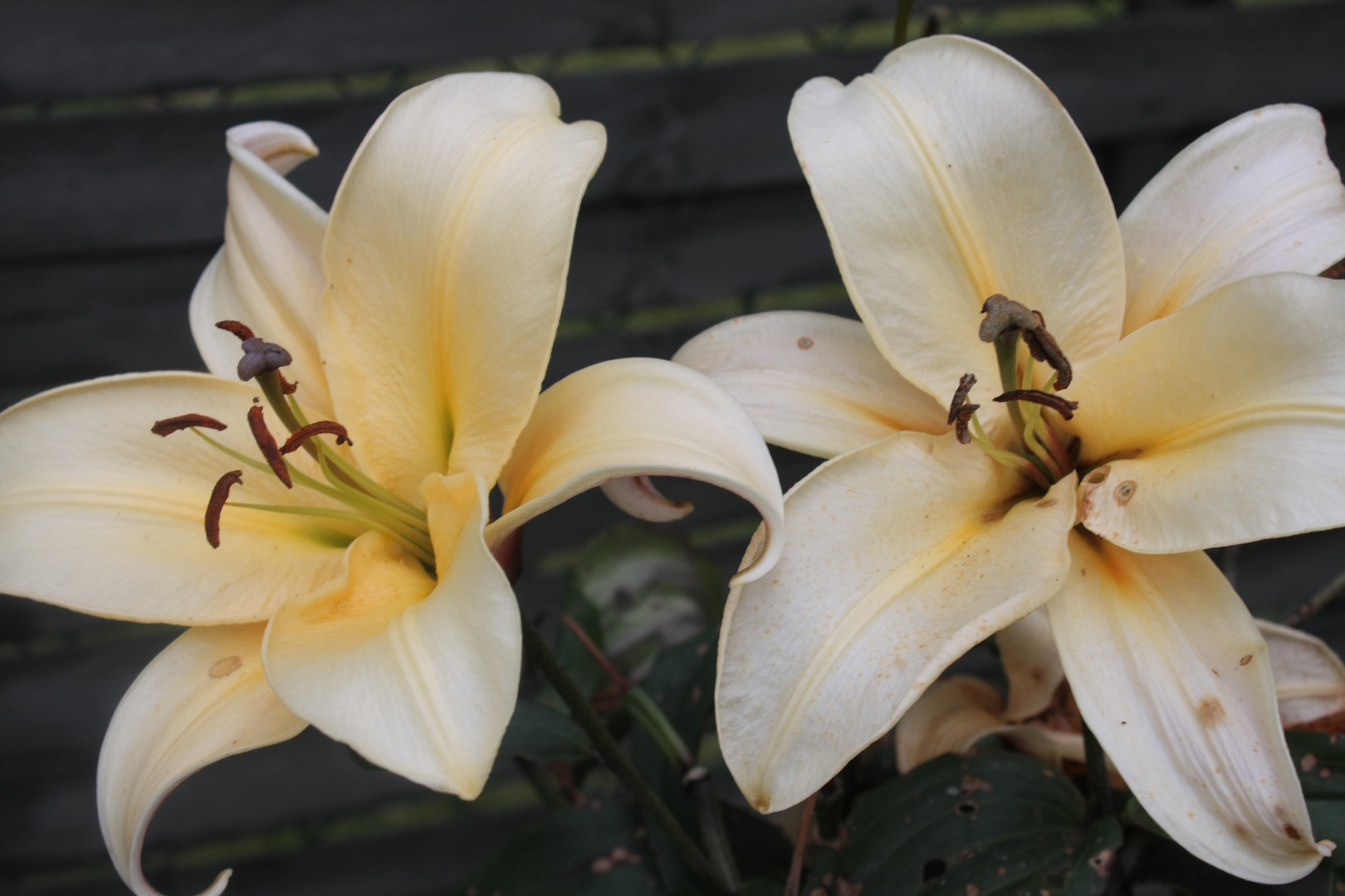 Lilien im Garten meiner Großeltern