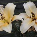 Lilien im Garten meiner Großeltern