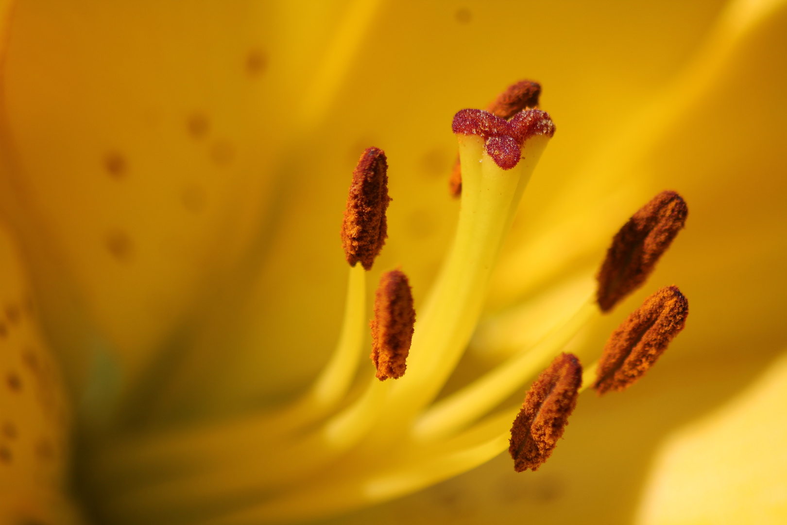 Lilien im Garten sind doch was schönes...