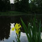 Lilien im Georgengarten...