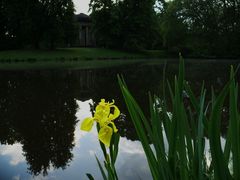 Lilien im Georgengarten...