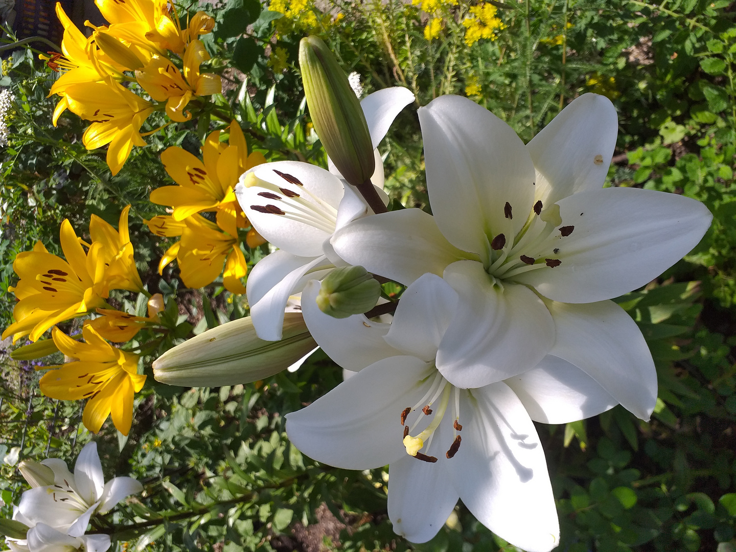  Lilien im Juli