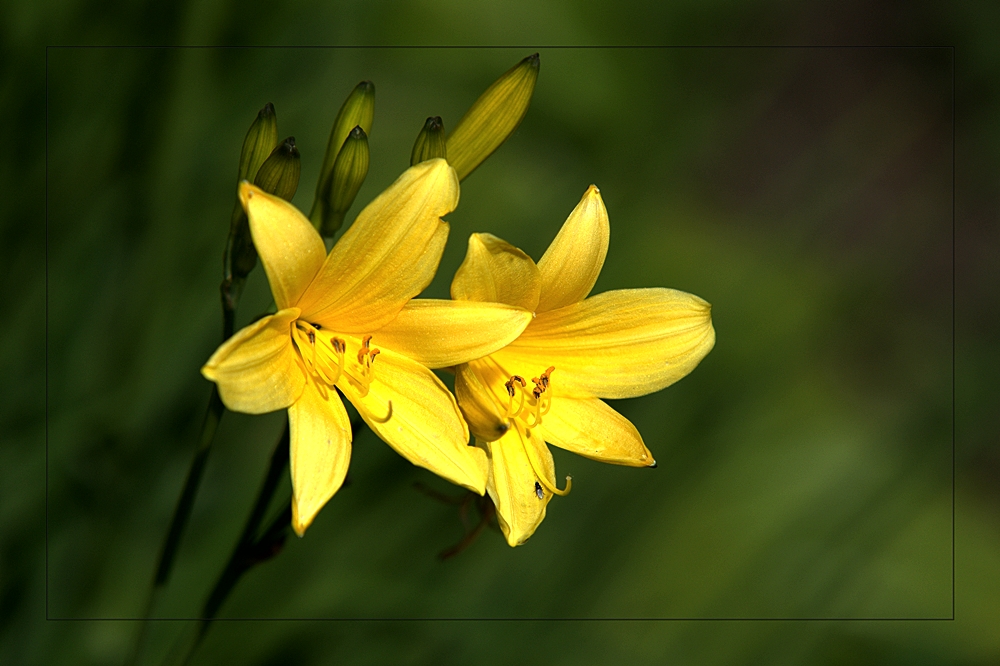 Lilien im Juni Foto & Bild natur, pflanzen, blüten Bilder auf