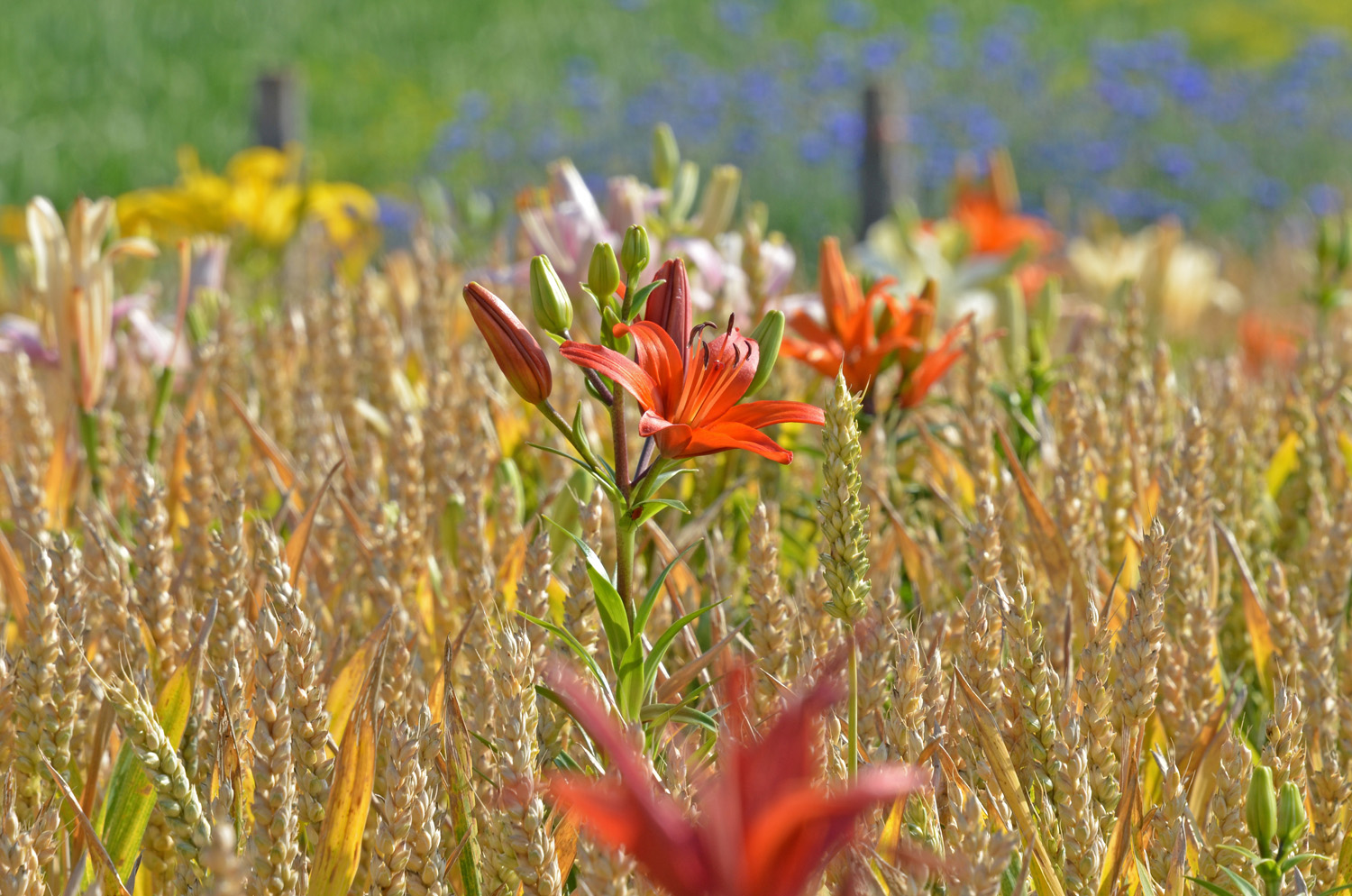 Lilien im Kornfeld