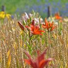 Lilien im Kornfeld