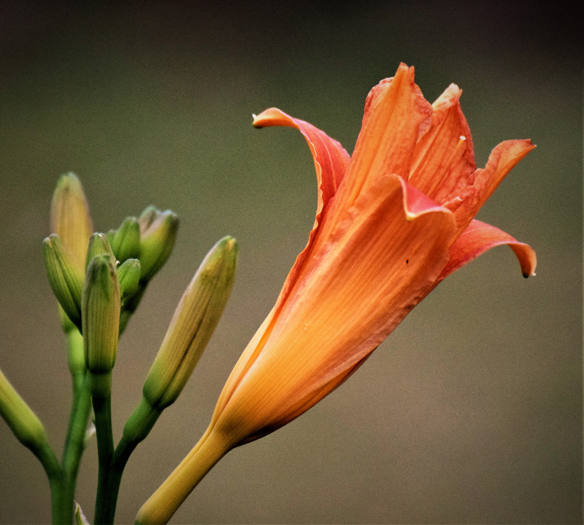 Lilien im Nachbarsgarten !!!!