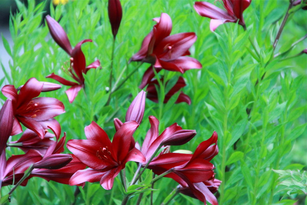 Lilien im Park vom Cecilienhof