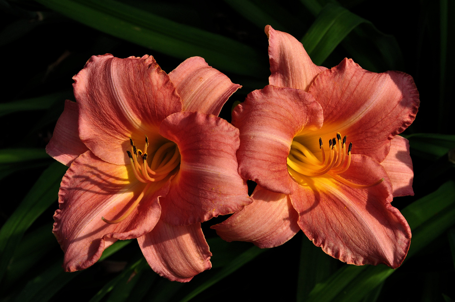 Lilien im Park von Sanssousi