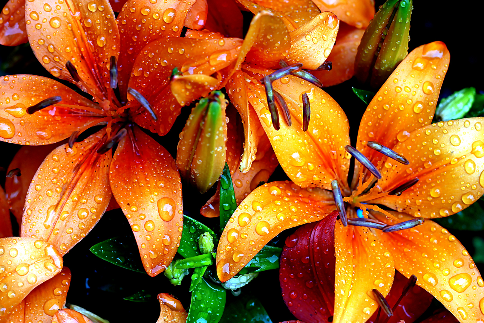 Lilien im Regen