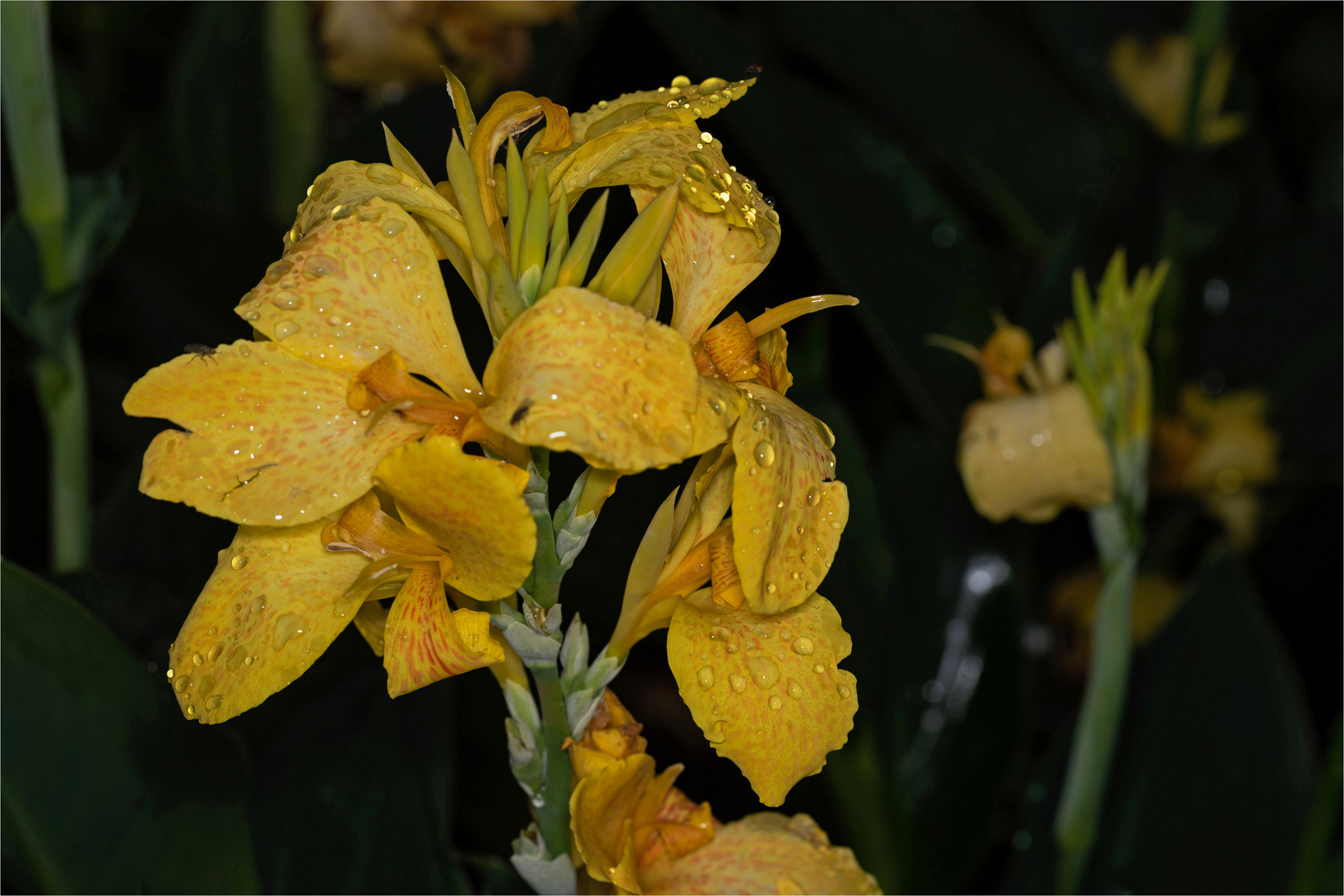 Lilien im Regen