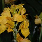 Lilien im Regen