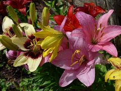 Lilien im Regen