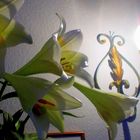 Lilien im Schein der antiken Lampe