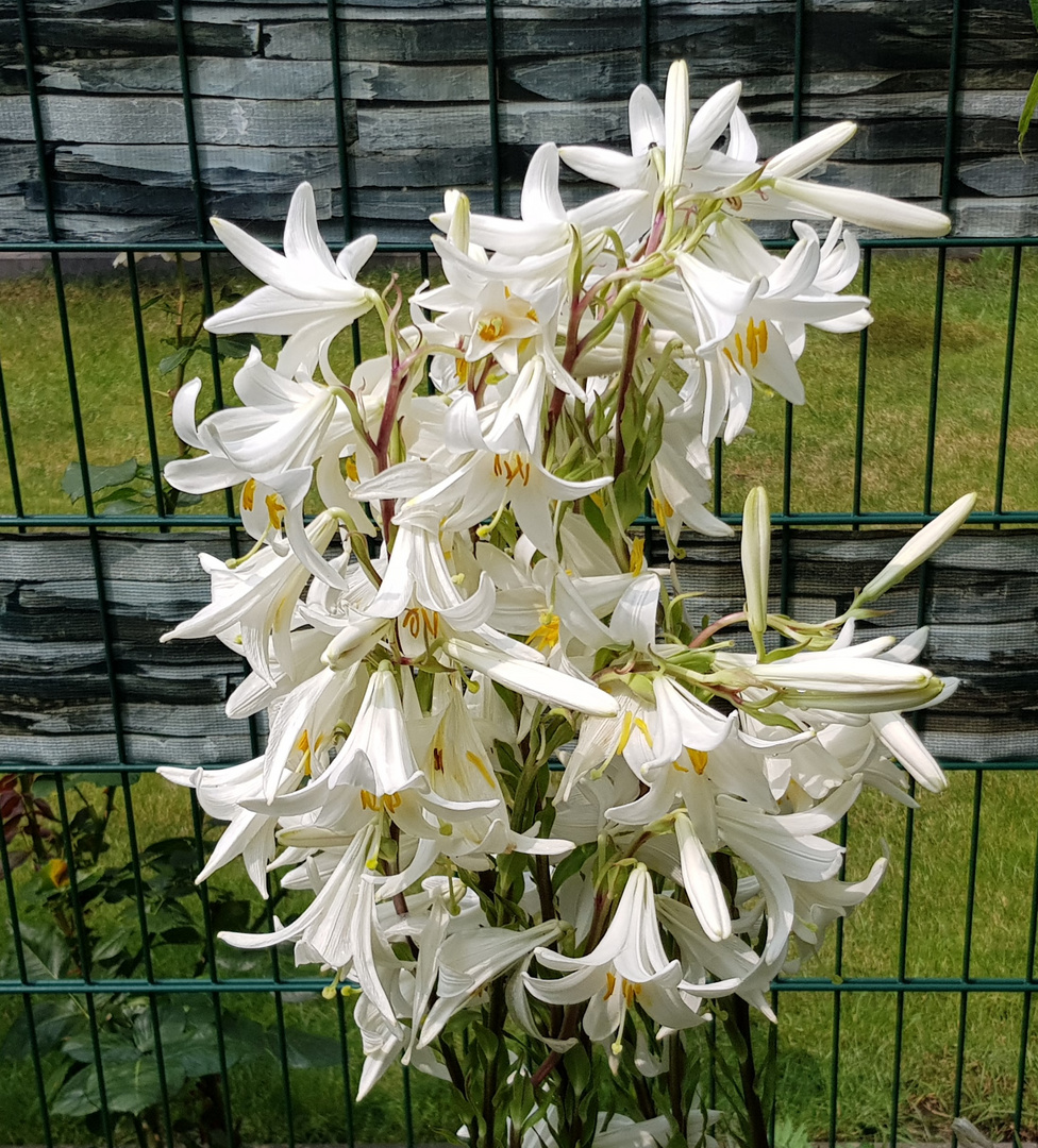 Lilien im Sommer