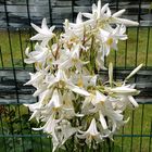 Lilien im Sommer