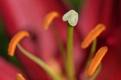 Lilien: Im Sommer noch betörend duftend 01