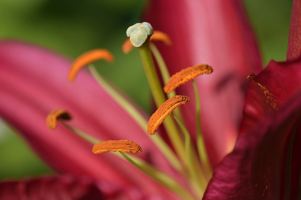 Lilien: Im Sommer noch betörend duftend 02