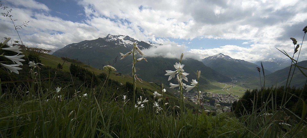 Lilien im Urserental