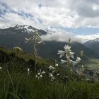 Lilien im Urserental