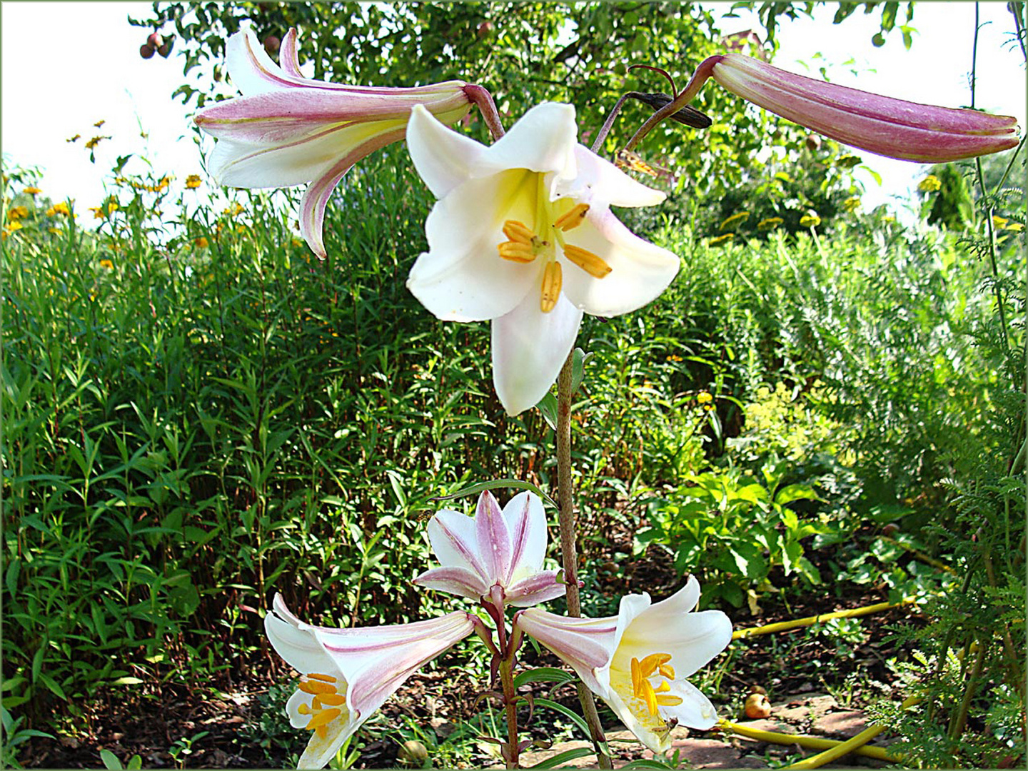 Lilien-im-Wildwuchs-