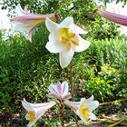 Lilien-im-Wildwuchs-