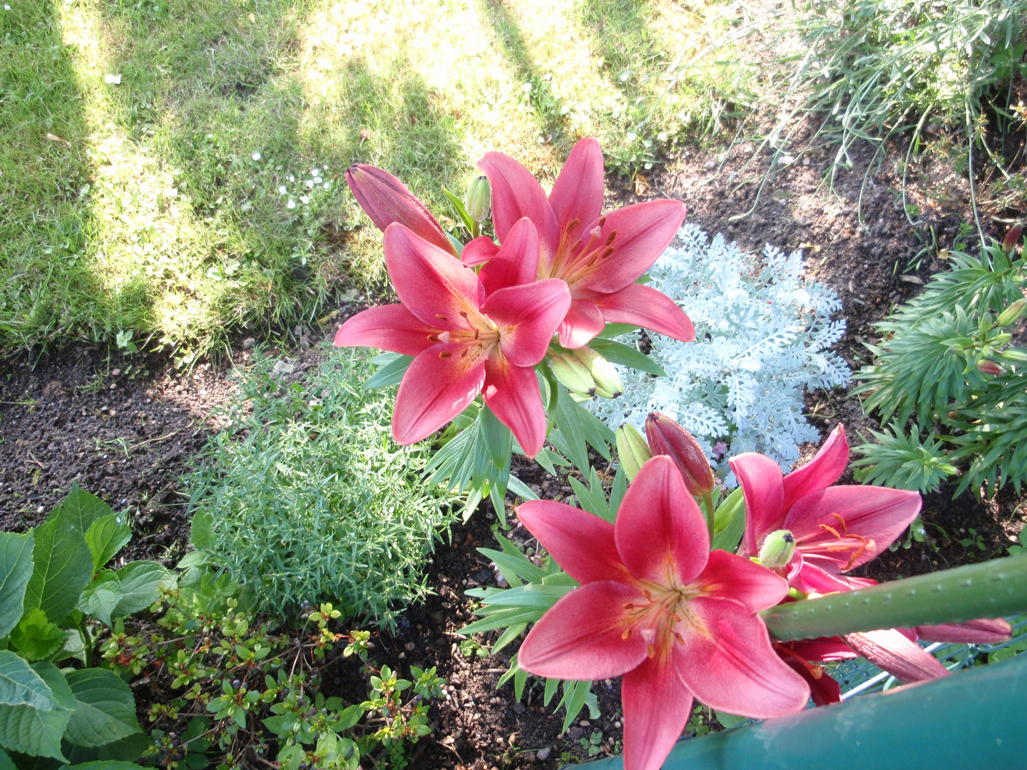 Lilien im Zauber der Sonne