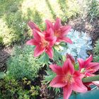 Lilien im Zauber der Sonne