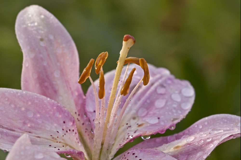 Lilien in Borgstedt