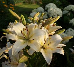 Lilien in der Abendsonne