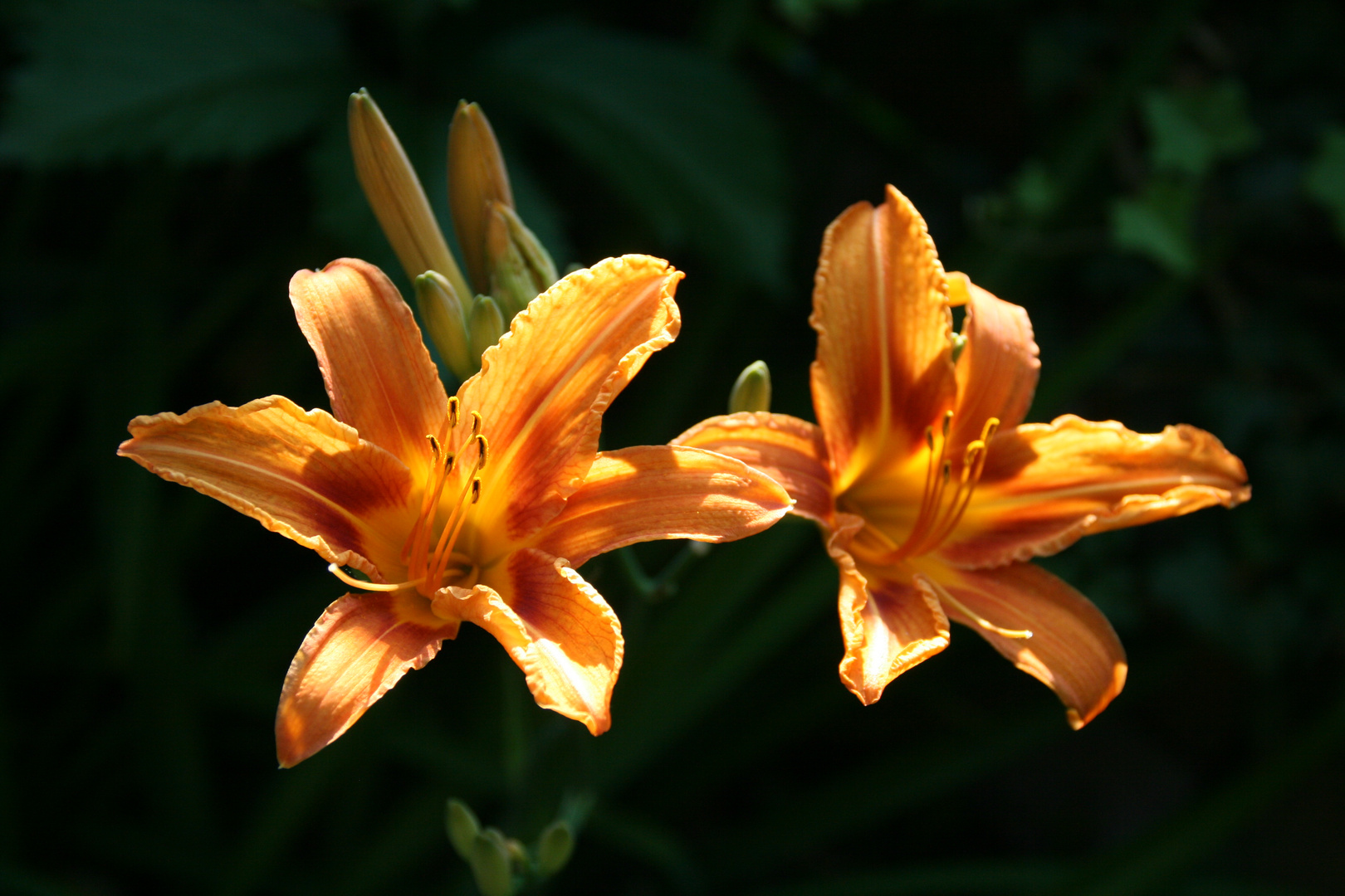 Lilien in der Abendsonne