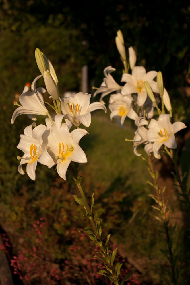 Lilien in der Abendstimmung