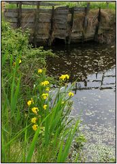 Lilien in der Camargue