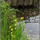 Lilien in der Camargue