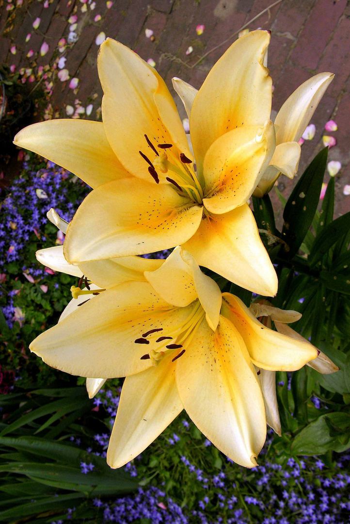 Lilien in Gelb Foto & Bild pflanzen, pilze & flechten, blüten