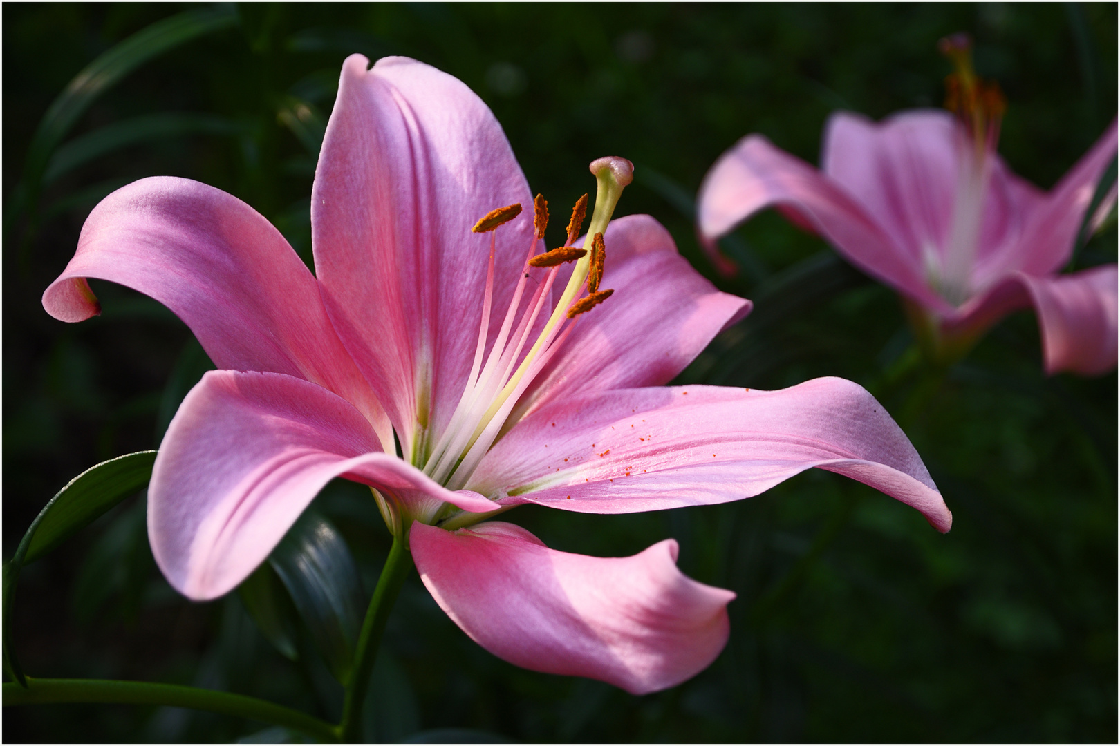 Lilien in Lila Foto & Bild natur, pflanzen, blüten Bilder auf