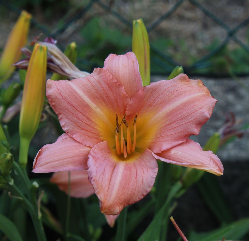 Lilien in mehreren Farben