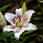 Lilien in meinem Garten