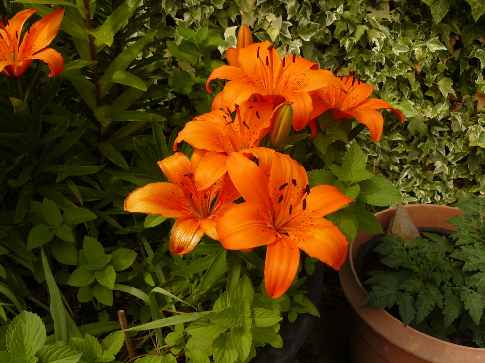 Lilien in meinem Garten