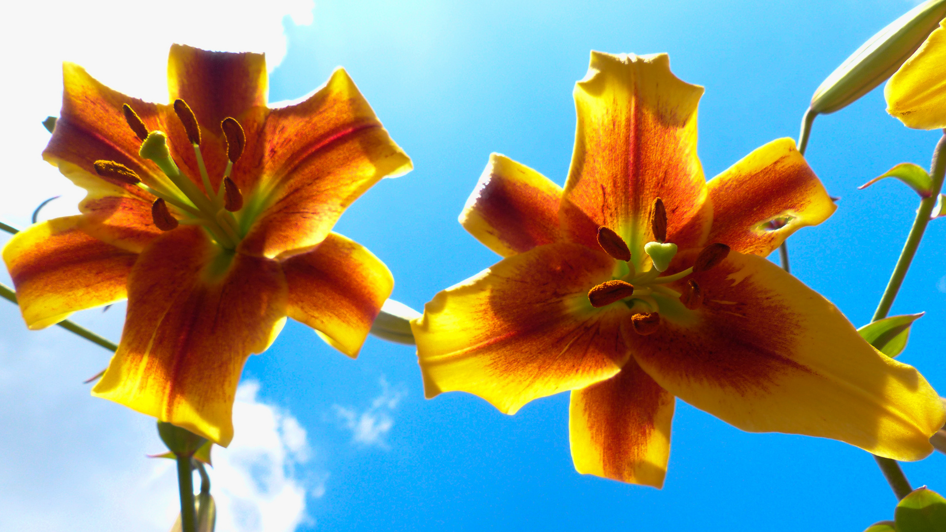 Lilien in meinem Garten