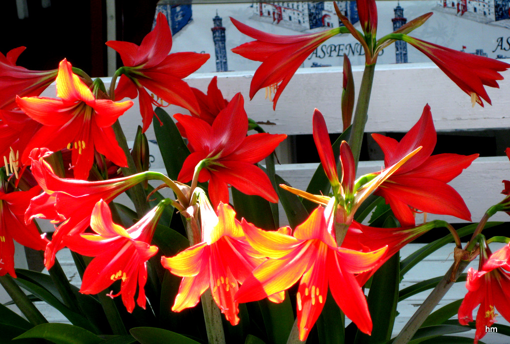 Lilien in Sirince Türkei