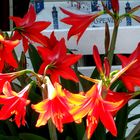 Lilien in Sirince Türkei