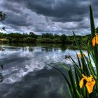 Lilien in Szene gesetzt