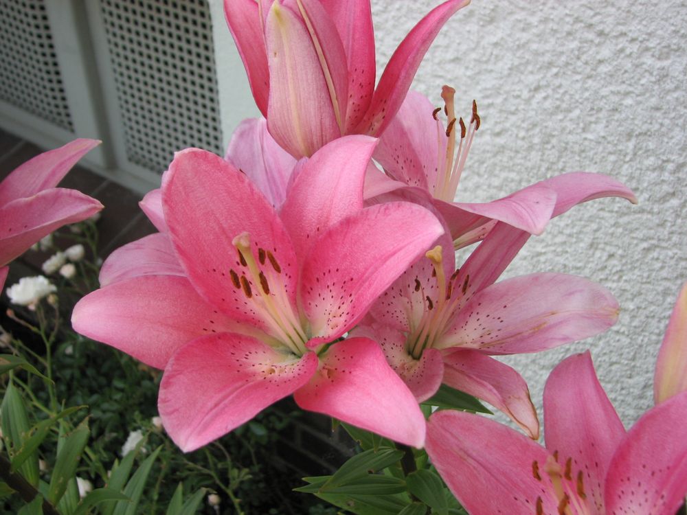 Lilien in unserem Garten 3