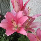 Lilien in unserem Garten 3