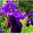 Lilien in unserem Garten (lirios en nuestra jardín)