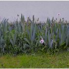 Lilien in unserem Garten (Lirios en nuestro jardín)