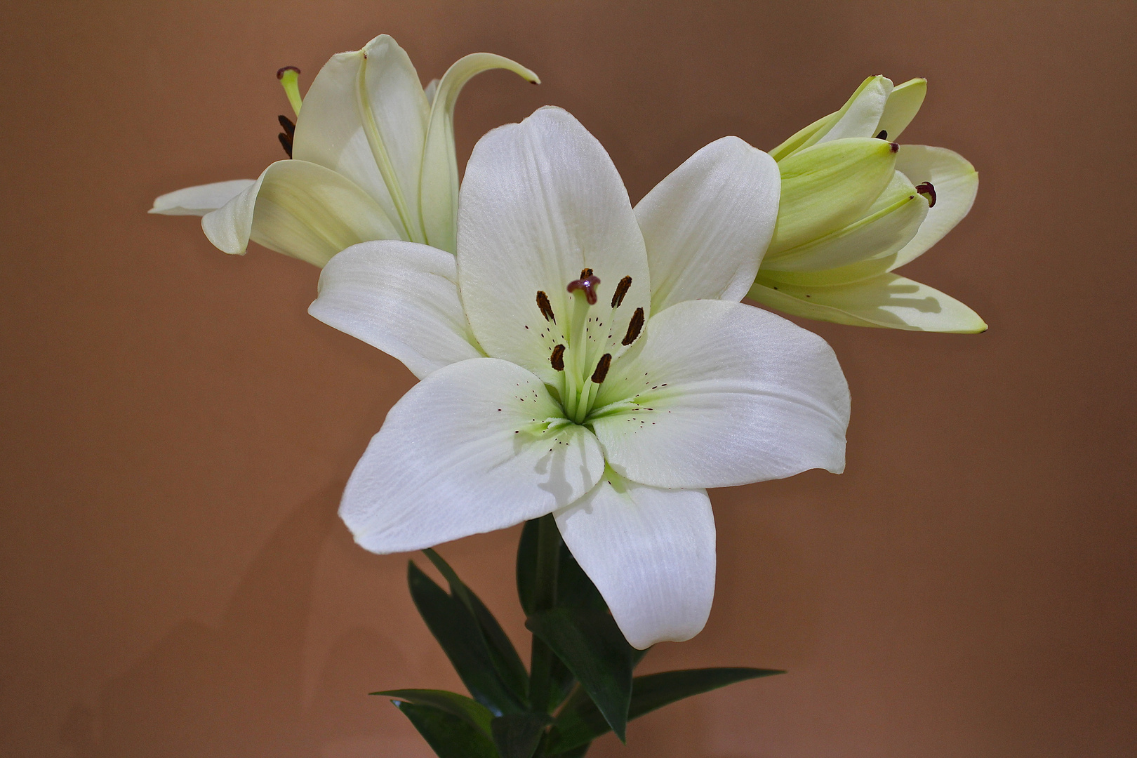 Lilien in voller Blüte.