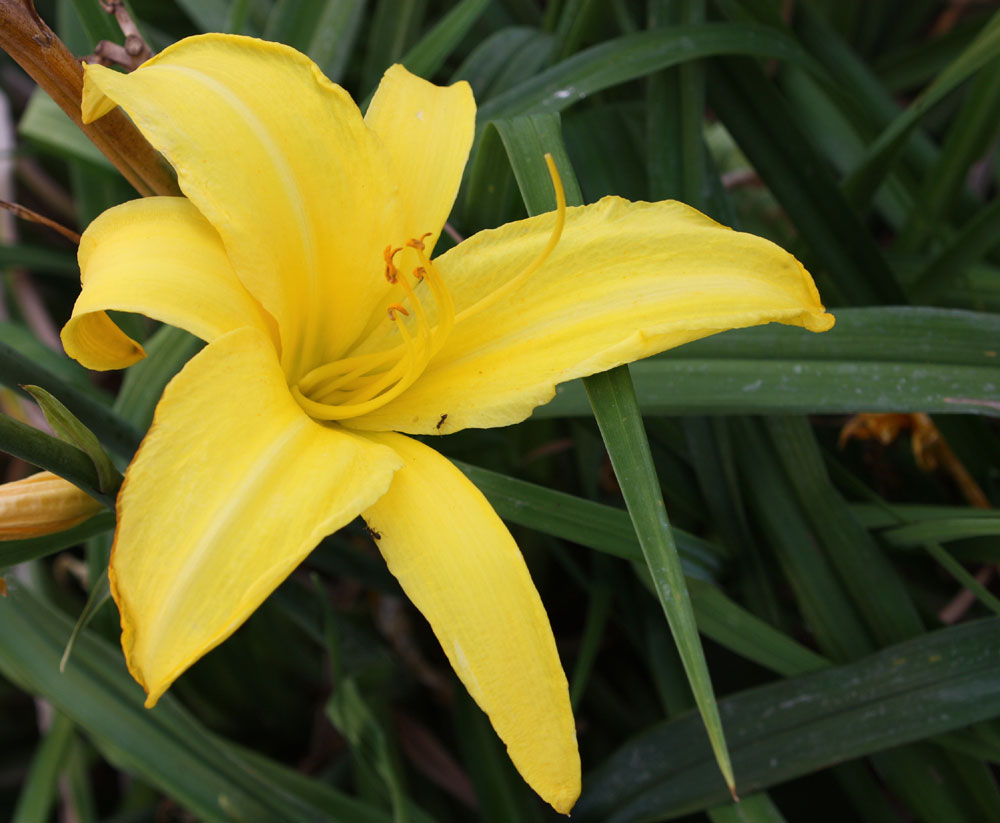 Lilien in voller Blüte