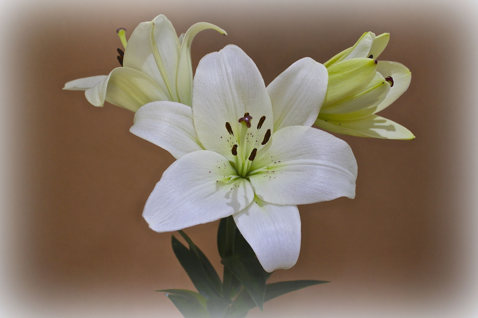 Lilien in voller Blüte